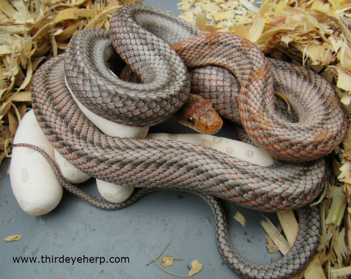 Baird's Rat Snakes